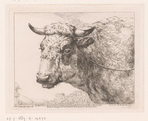 Head of a Cow
