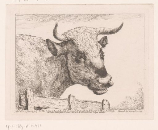 Head of a Cow by a Fence