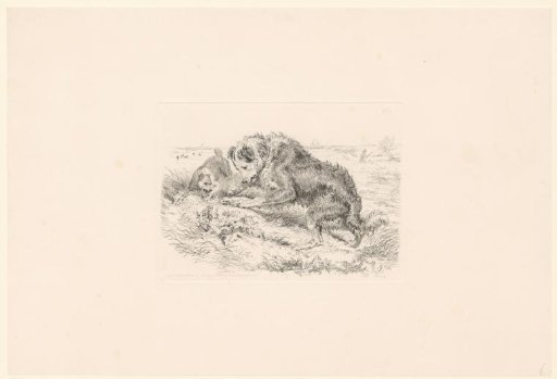 Two dogs with a frog