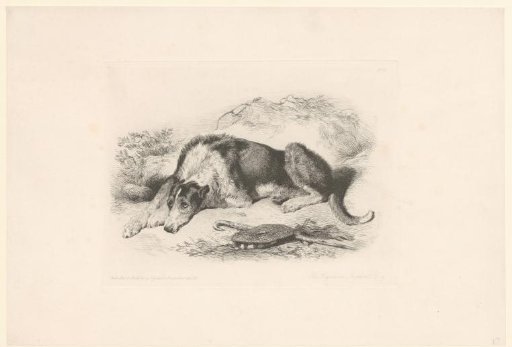 Dog of the shepherd