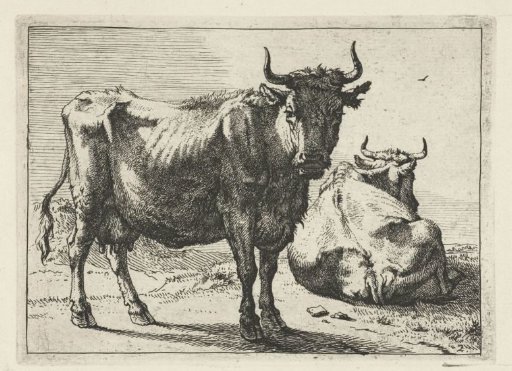 Standing and lying cow