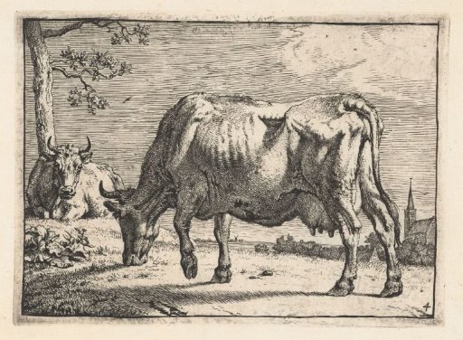 Grazing cow