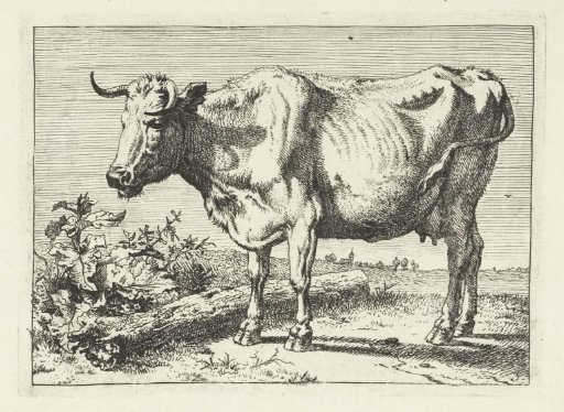 Cow with twisted horn