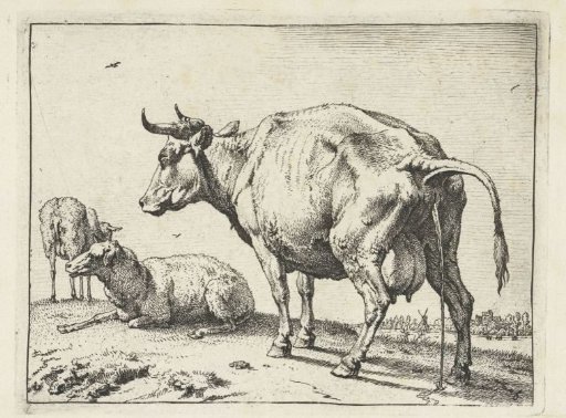 Urinating cow