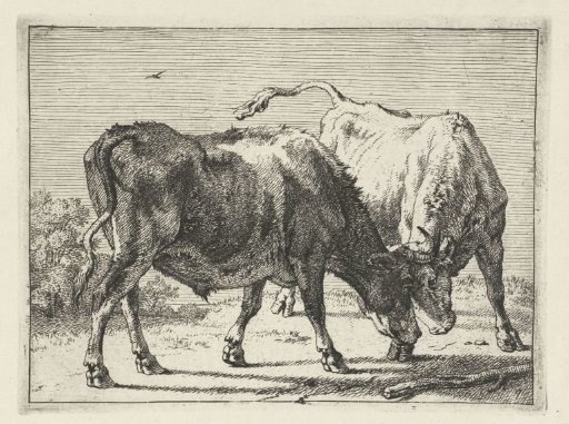 Two fighting oxen
