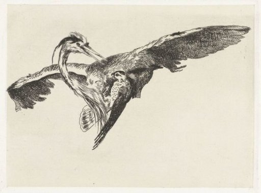 Falcon attacking a heron in flight