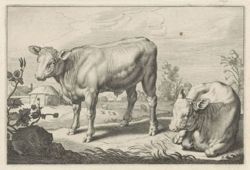 Meadow with Two Bulls