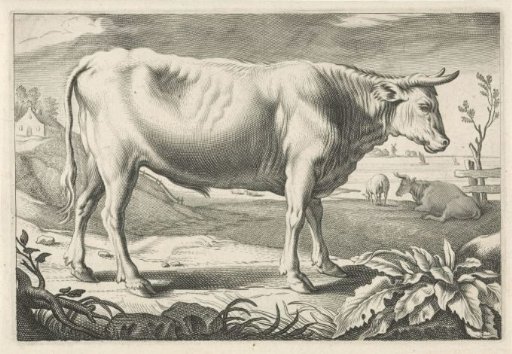 Meadow with an Ox