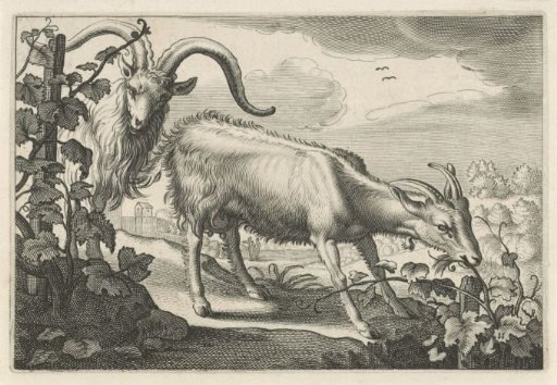 Two Goats in a Vineyard