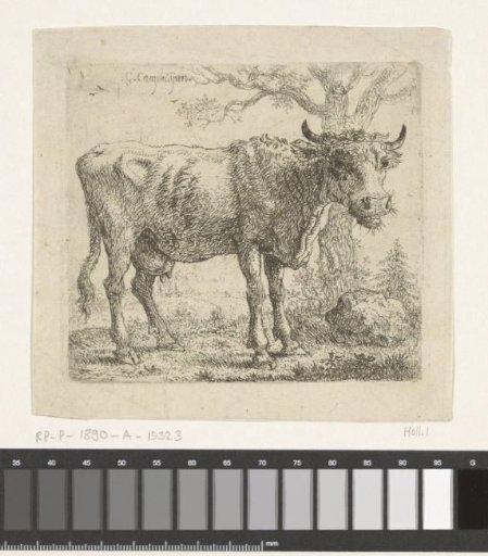 Standing cow