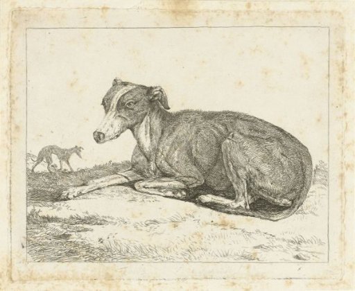 Greyhounds