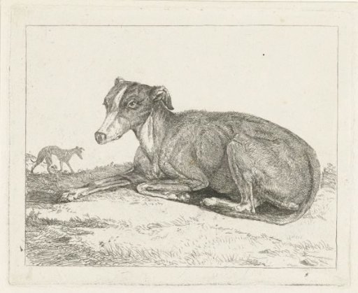 Greyhounds