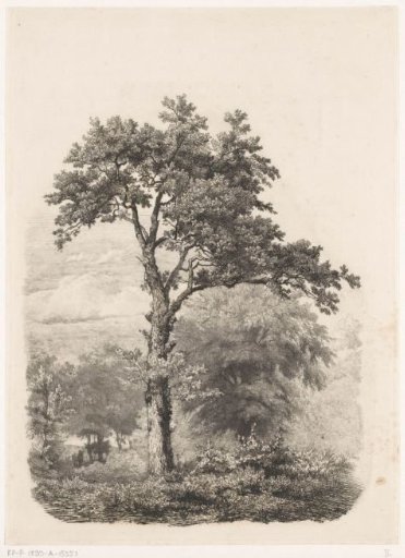 Solitary deciduous tree in a landscape