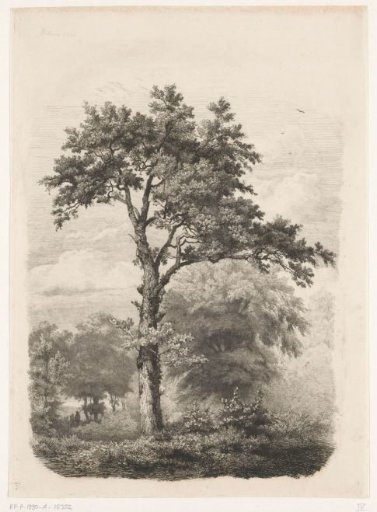 Solitary deciduous tree in a landscape