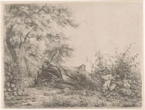 Fallen tree at the edge of the forest
