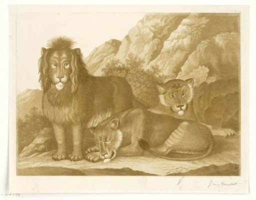 Lion and two lionesses