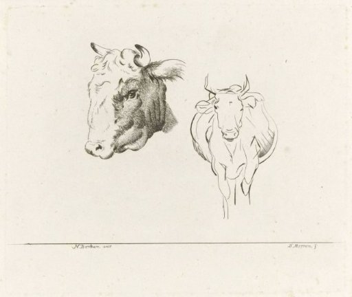 Study sheet with a cow's head and a cow seen from the front