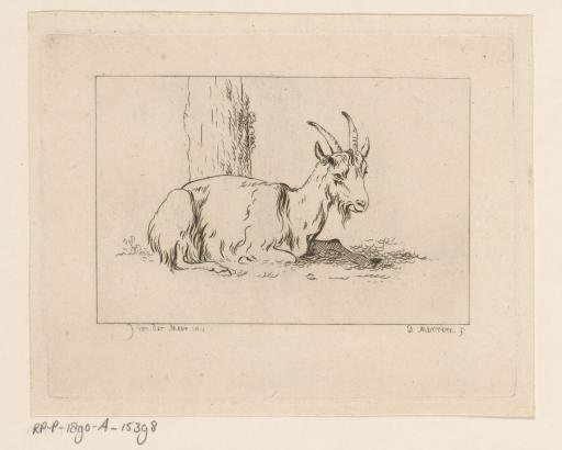Lying goat by tree trunk