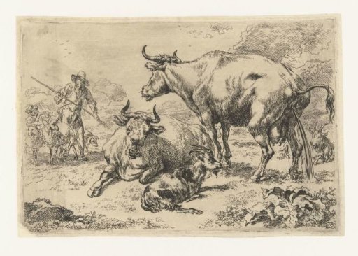 Lying and a urinating cow