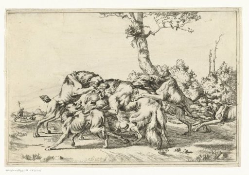 Wolf attacked by five hunting dogs