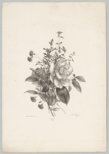 Roses, carnations, and fuchsia
