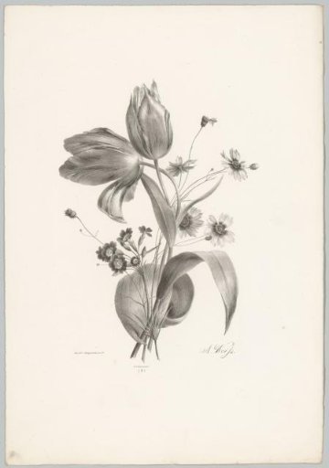 Tulips and daisies