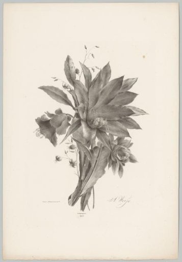 Star- and bell-shaped flowers