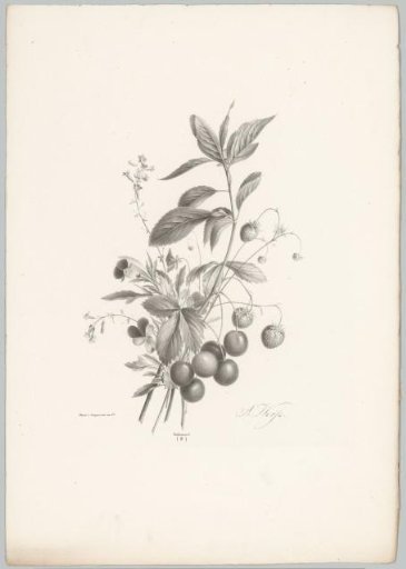 Flowers, strawberries, and cherries