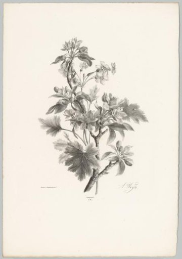 Flowers on a branch