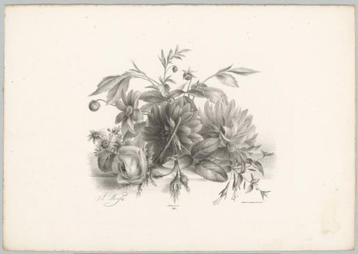 Roses, dahlias, and fuchsia