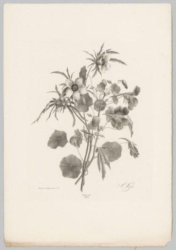 Various flowers