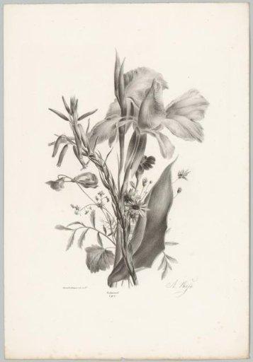 Various flowers