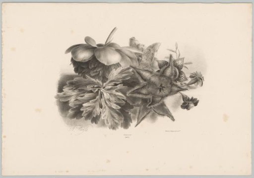 Passion flowers and leaves