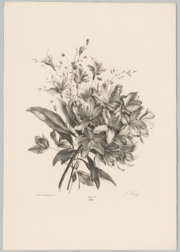 Lilies
