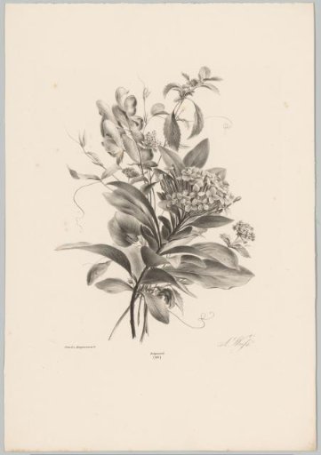 Hydrangeas and other flowers