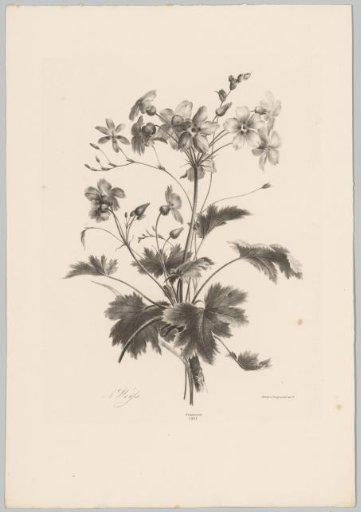 Flowers with thorns