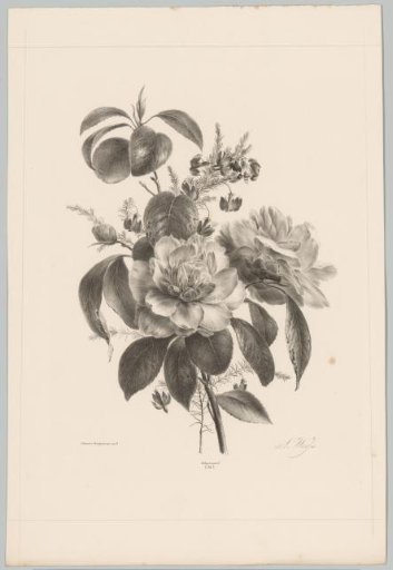 Roses and other flowers