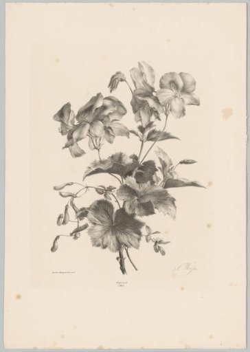 Various flowers