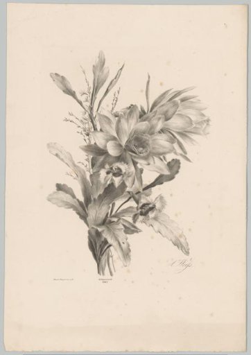 Various flowers