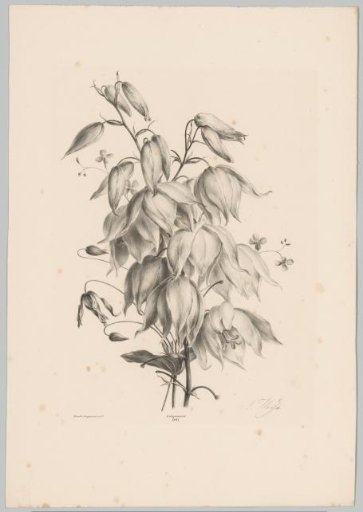 Hanging flowers