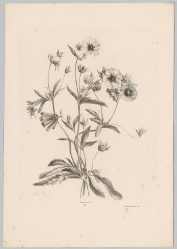 Various flowers