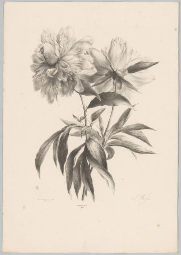 Two flowers