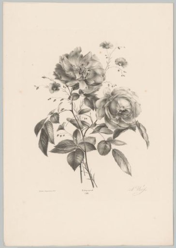 Rose and carnation-like flower