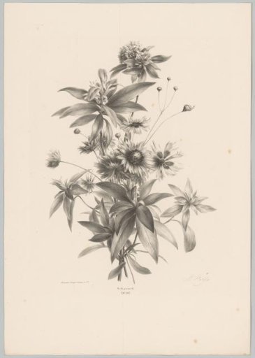 Various flowers