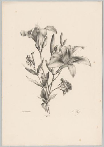 Two lilies