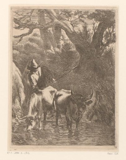 Shepherd driving two cattle through a stream