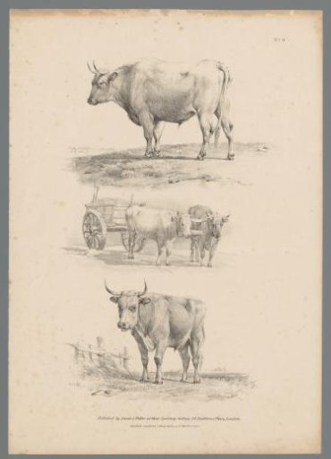 Three representations of cattle