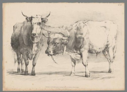 Two oxen with yoke