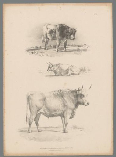 Three representations of a cow