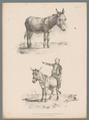 Representation of a donkey and a donkey with a pointing figure